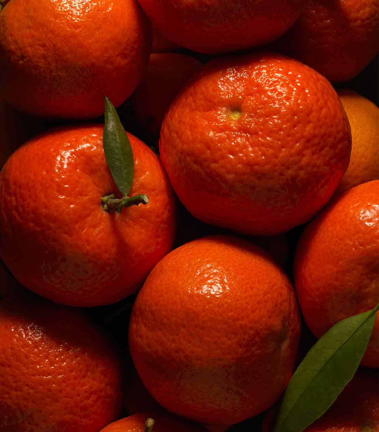 Elisa（エリザ）オードパルファン｜グルマンシトラスの香水