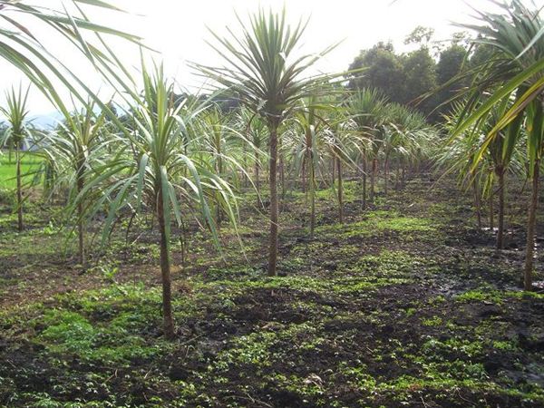 コルディリネ．オーストラリス(ドラセナ,ニオイシュロラン） | みずほ