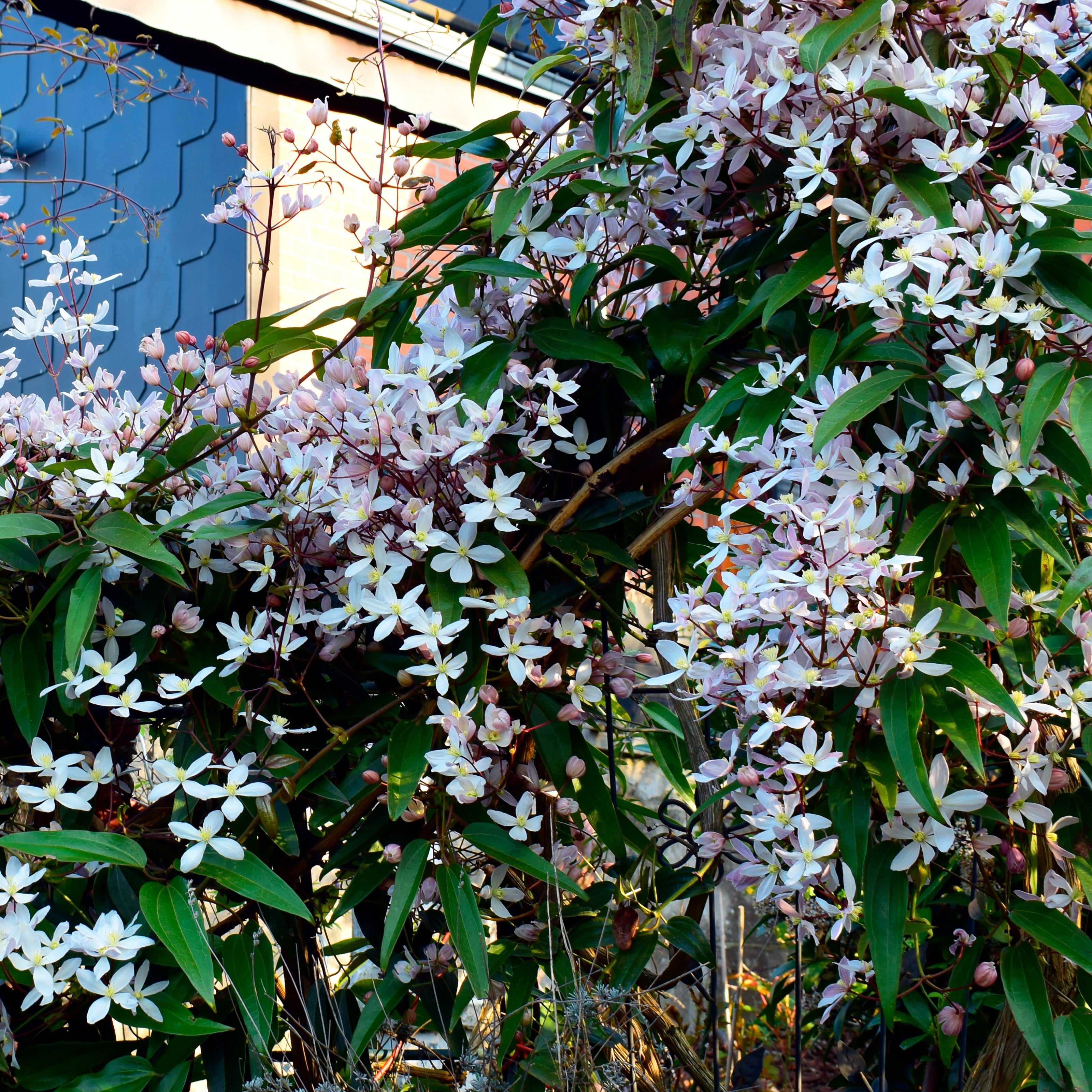 Bosrank 'Apple Blossom' - Clematis armandii Apple Blossom | Bakker.com