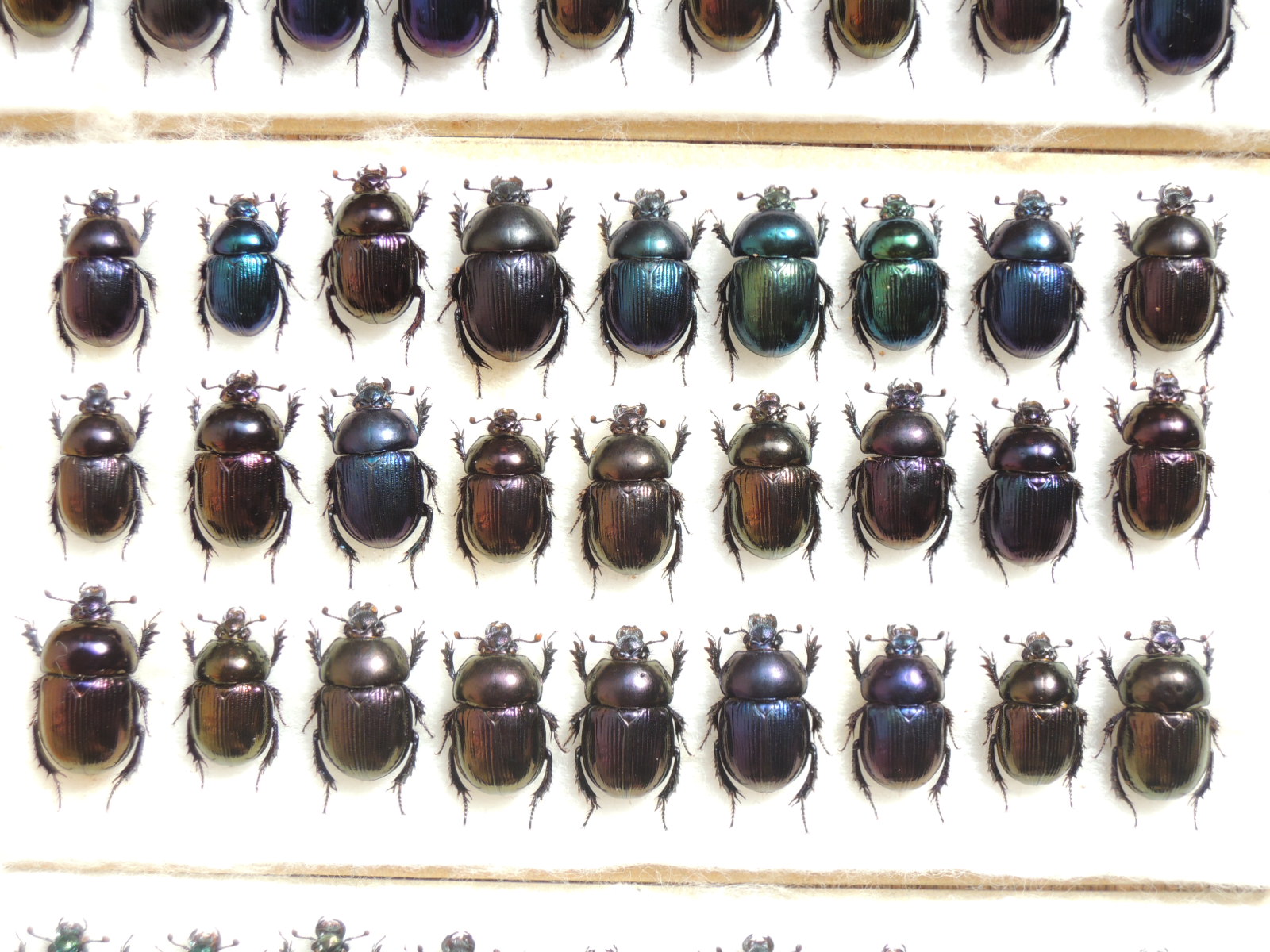 大特価 オオセンチ/センチ/レインボーセンチ82匹 +赤系18匹＋オマケ 大