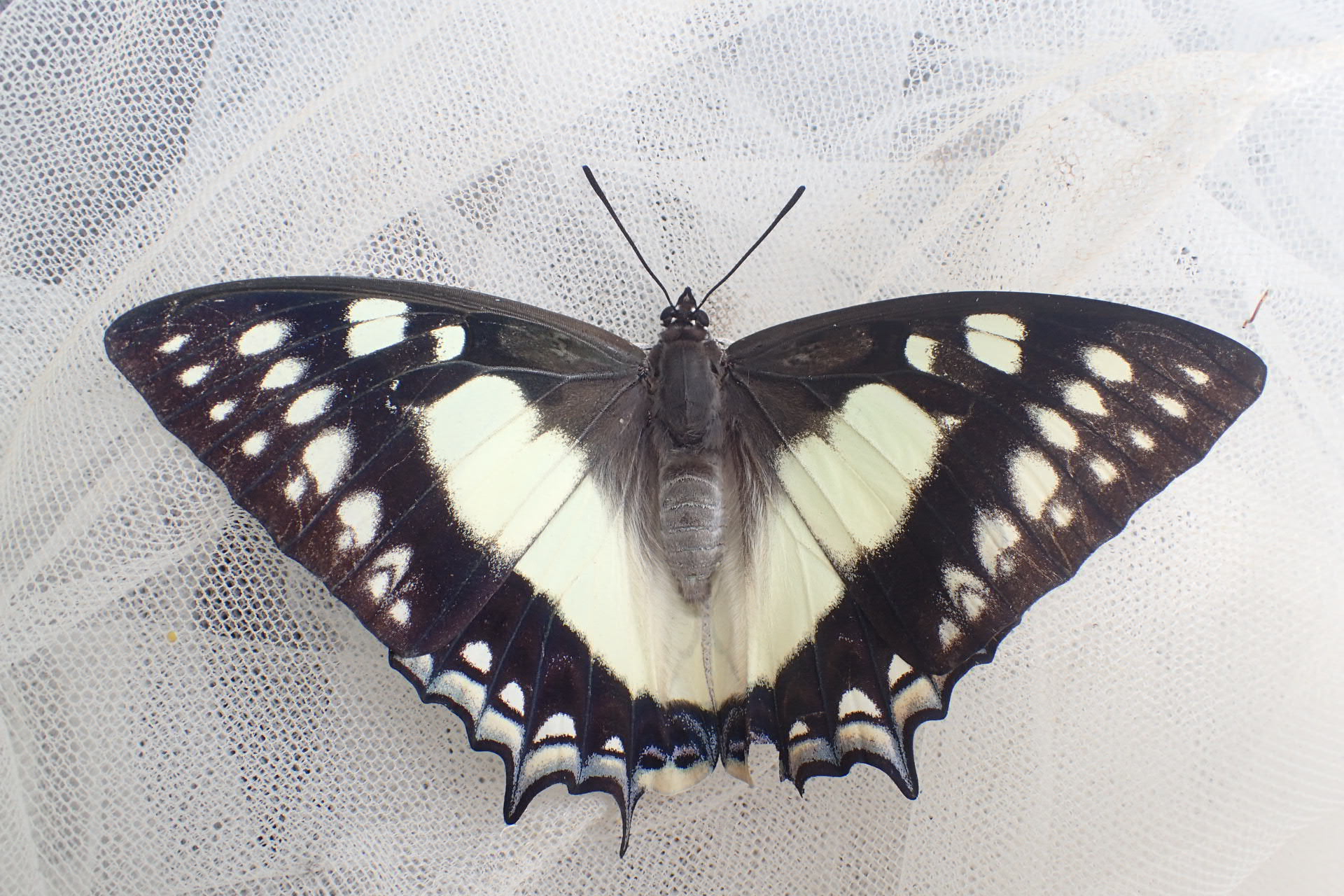 フタオチョウ のアーカイブ