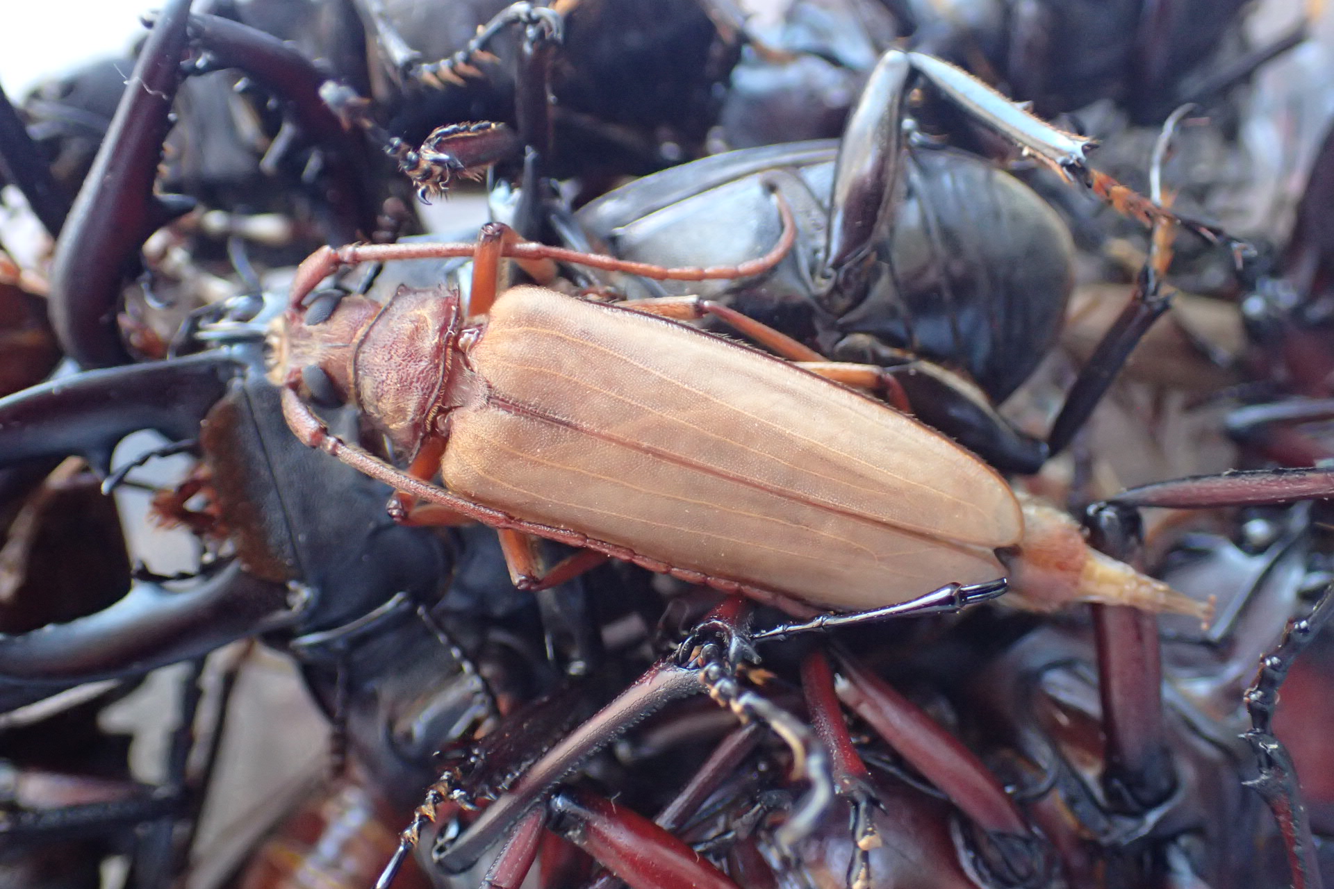 トゲウスバカミキリ屋久島亜種、高山帯ゴミダマなど(2019.8.7)