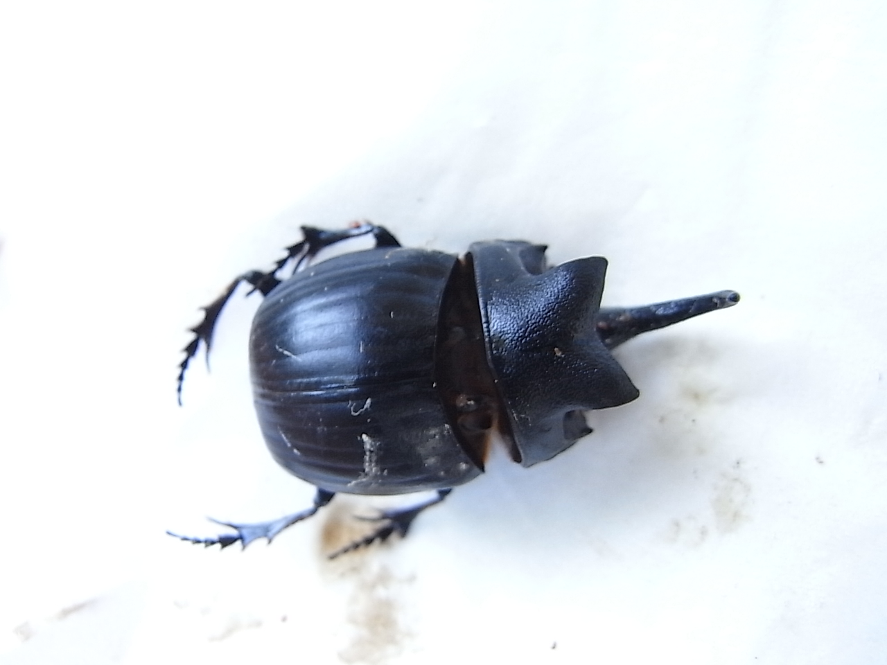 より美しいダイコクコガネの標本を作るために（2012.9.10）