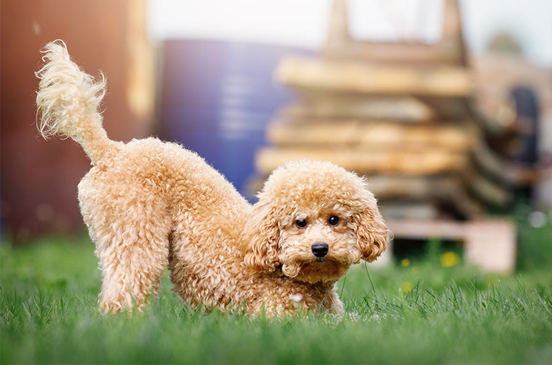 ワンちゃんの尻尾の不思議！注意したい病気とは？ – OFT STORE