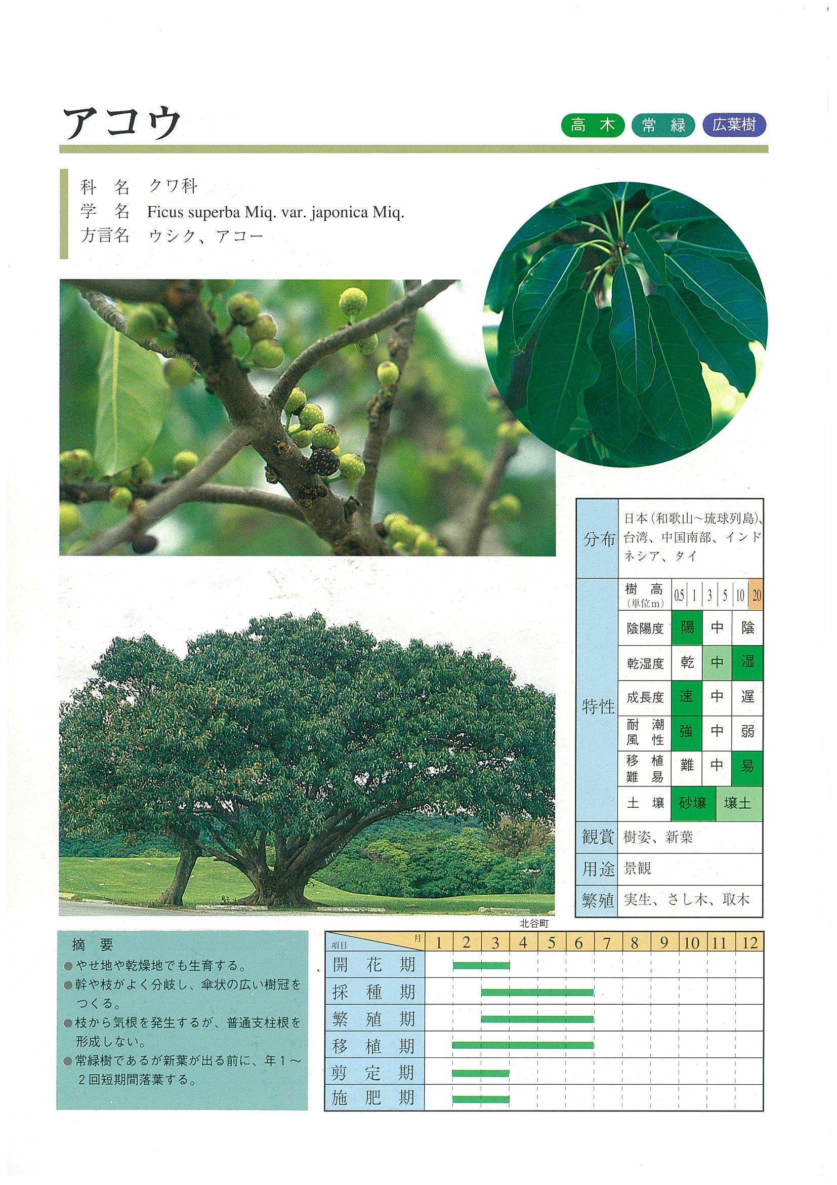 樹木図鑑 | 沖縄県緑化種苗協同組合