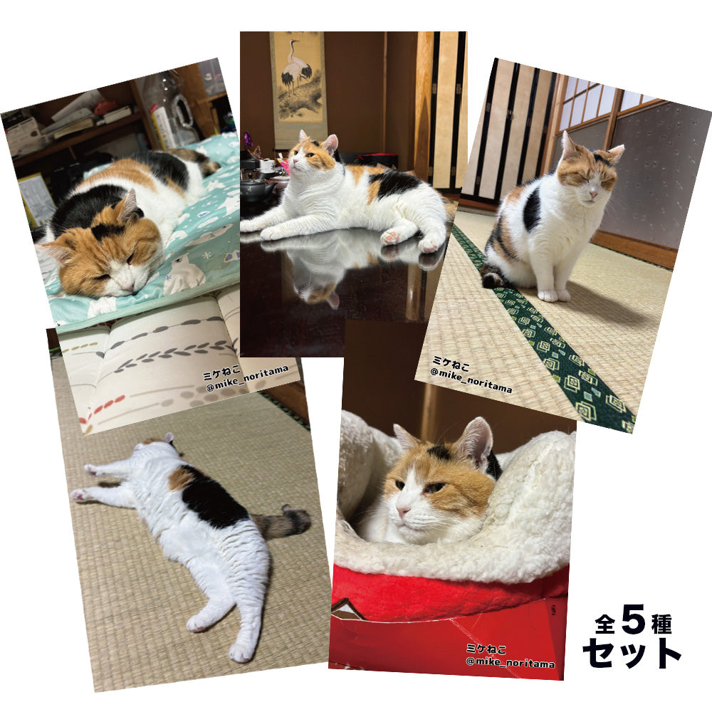 数量限定】ミケねこ日常瞬間集 ポストカードセット – 俺の推し