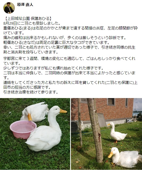 長野県上田城址公園アヒル2羽保護 – あひるネットワーク