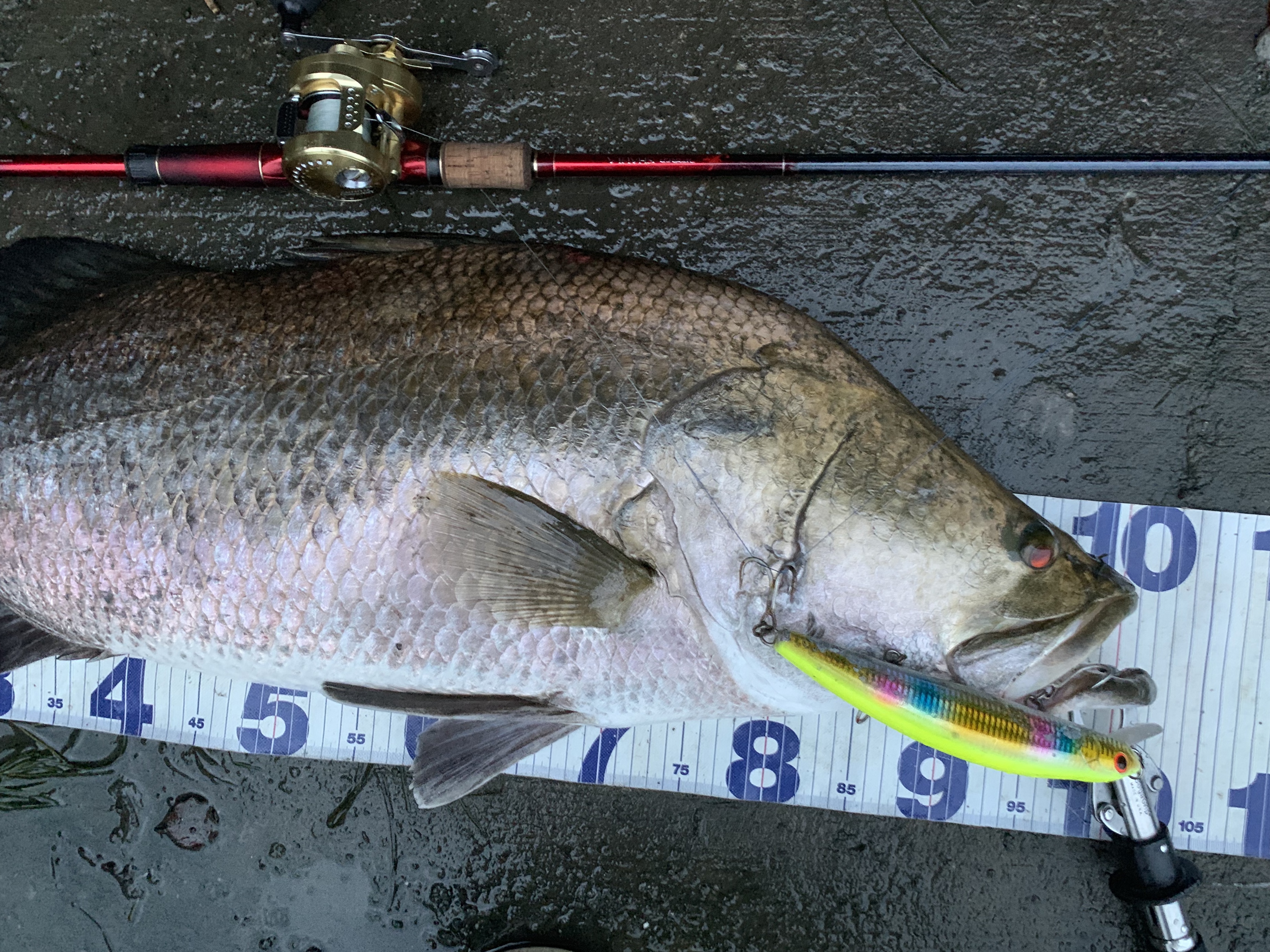 ワールドシャウラ1785RS2インプレ | アカメブログ