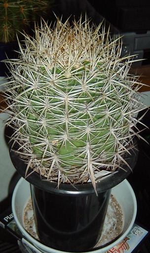 フェロカクタス 黄金冠(Ferocactus orcuttii 'OHGONKAN') 多肉植物