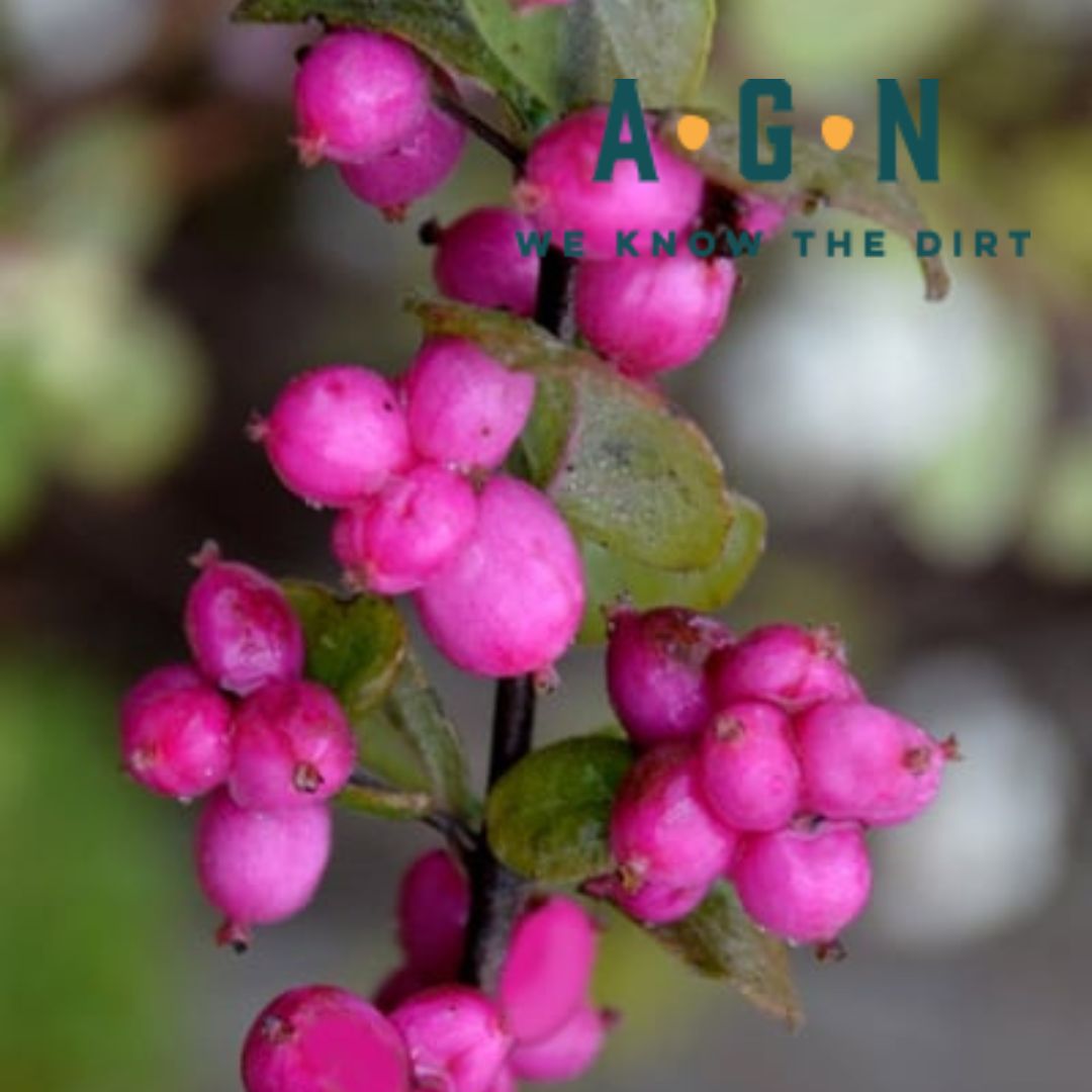 Magic Berry Coralberry – America's Gardens Nursery