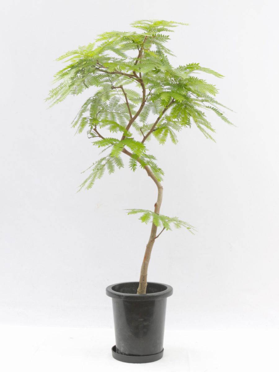 エバーフレッシュ 8号の通販 | 観葉植物通販AONOKI（あおのき）