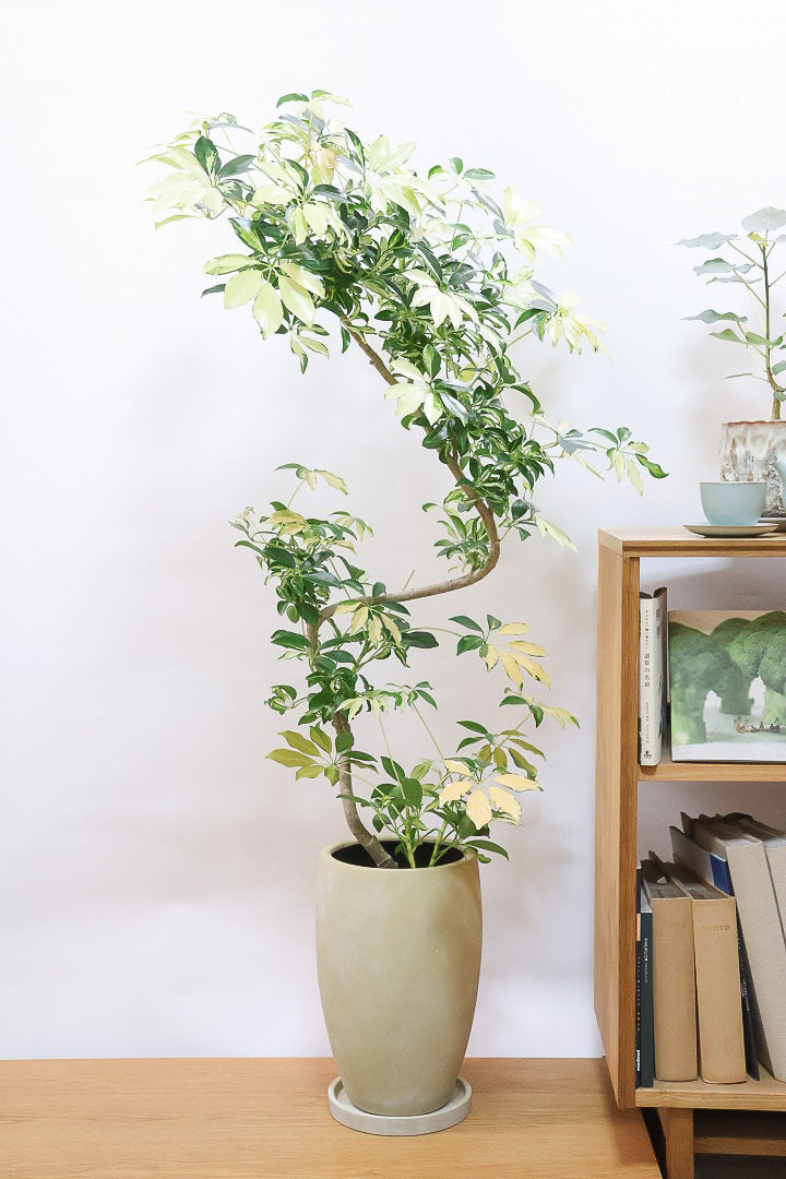 シェフレラ グランディY61341| 観葉植物の通信販売 | APEGO(アペーゴ)