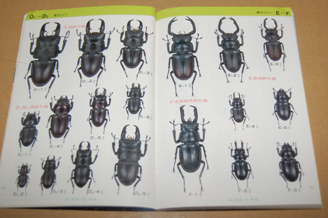 動植物関連書籍 ＞ 節足動物 ＞ 昆虫（甲虫） ＞ 台湾のクワガタ図鑑