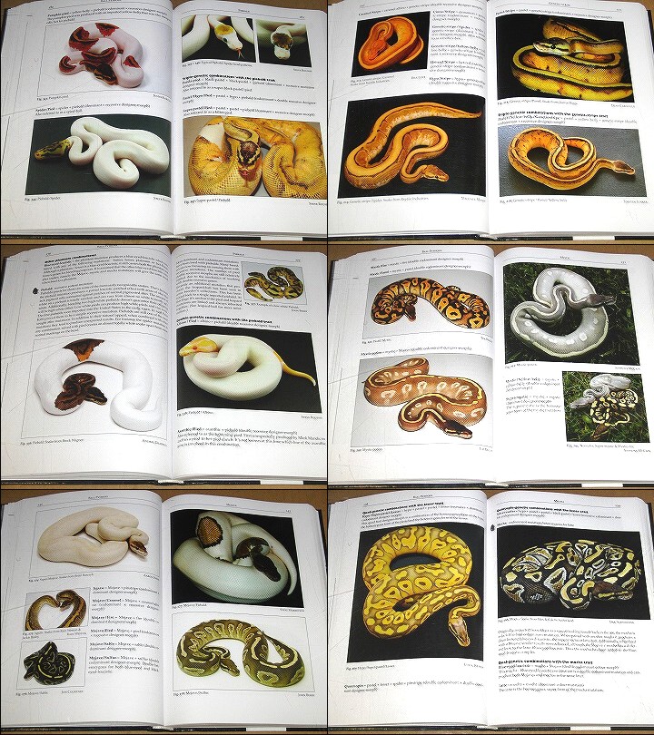 動植物関連書籍 ＞ 爬虫類 ＞ ヘビ ＞ ボア・パイソン ＞ ボール