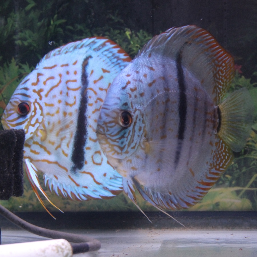 ディスカス専門店 B-Collection (ビーコレクション) - 熱帯魚