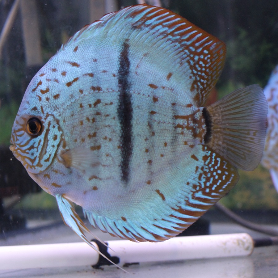 ディスカス専門店 B-Collection (ビーコレクション) - 熱帯魚