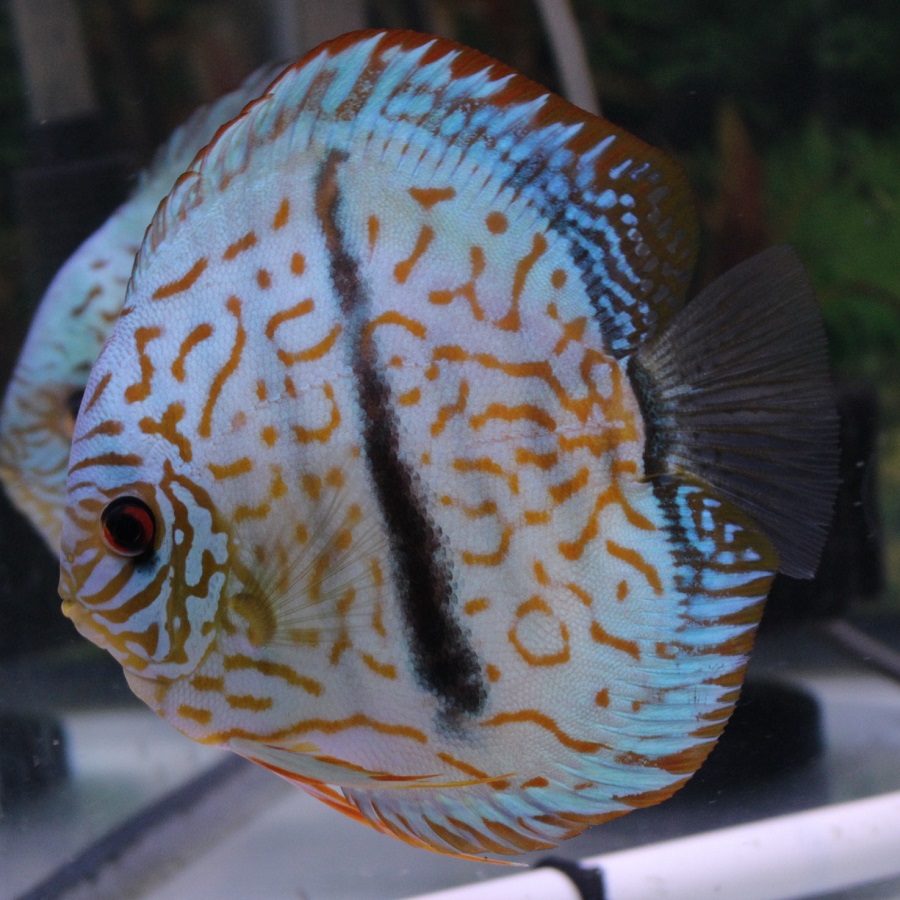 ディスカス専門店 B-Collection (ビーコレクション) - 熱帯魚