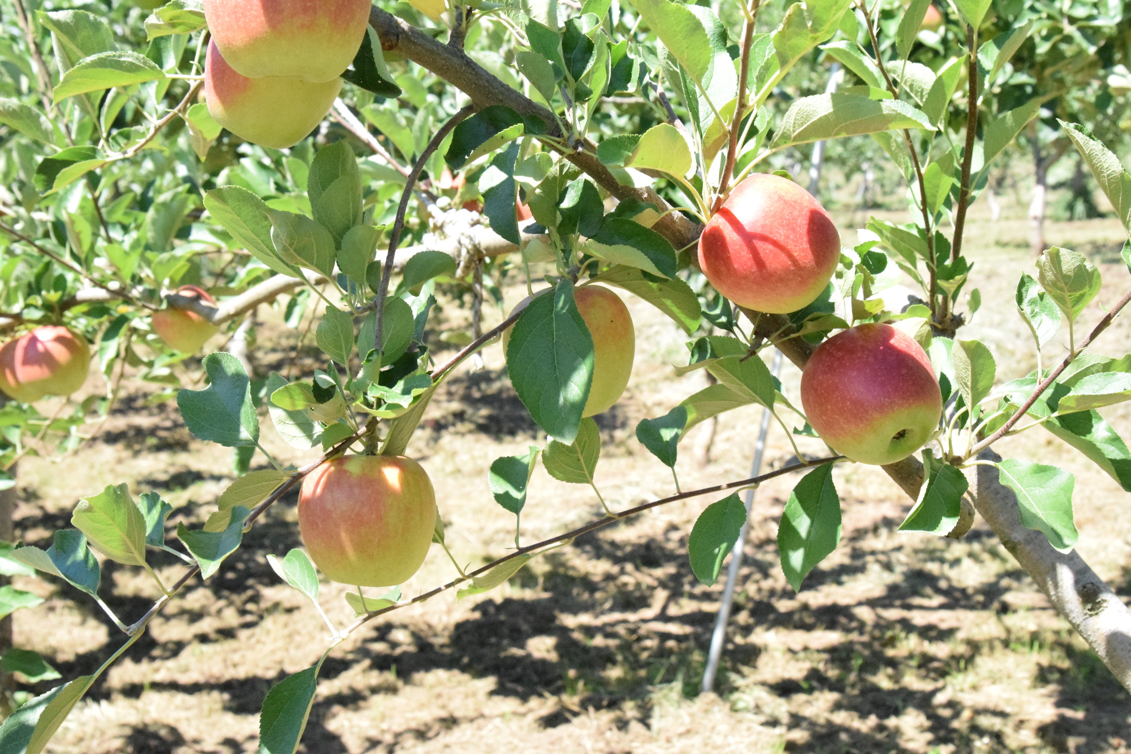 アップルパイリレー2025-2026 – 浅野屋オンラインショップ