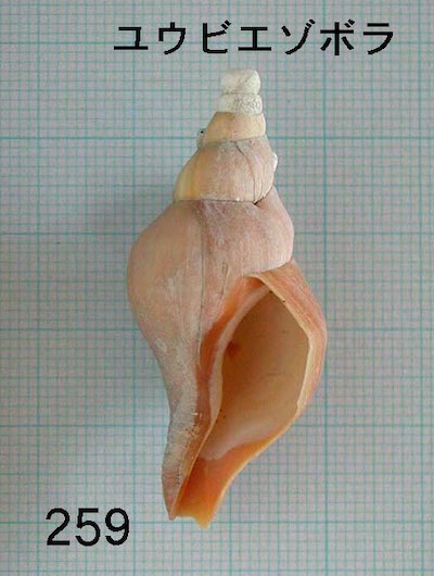 巻貝/ソフト型大の貝/詳細ページ