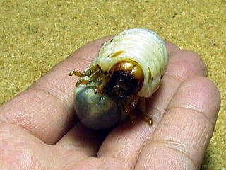 テナガコガネの飼育