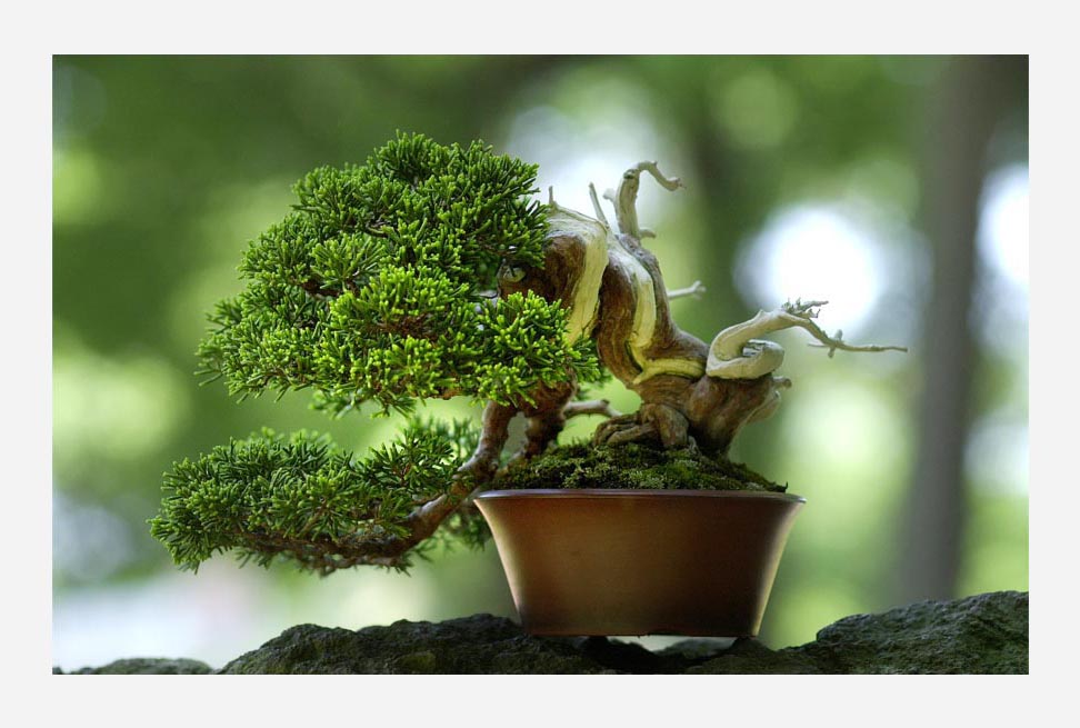 盆栽宇宙 - Shigeru Masuda