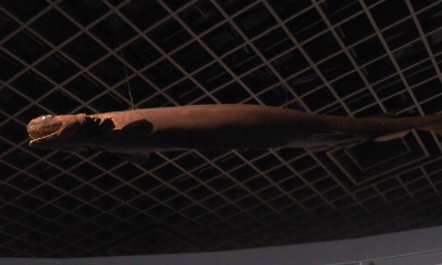 かはくの展示から～第12回／ラブカ～ - Don Basilio, o il finto Signor