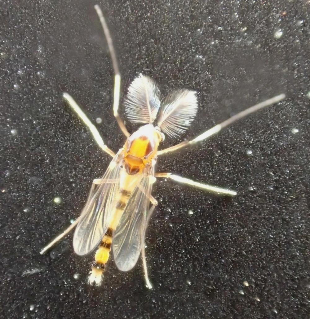 ナカグロツヤユスリカ | 東京23区内の虫 2