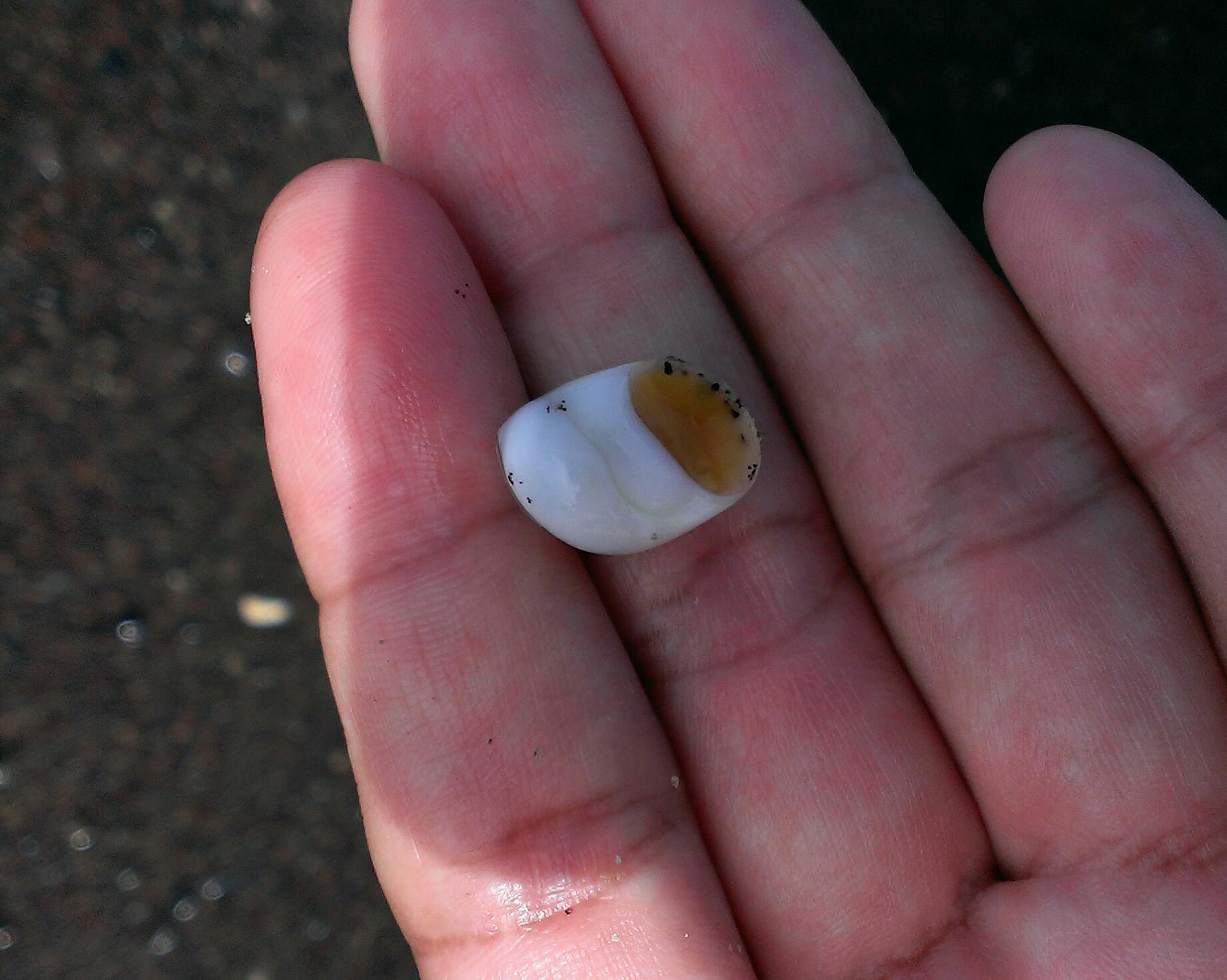 産地紹介：鹿児島県 - 貝殻拾いの旅