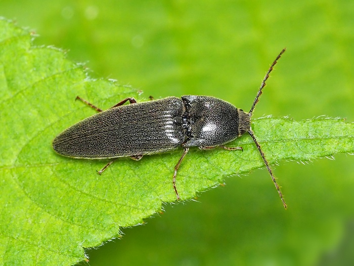 38mm】アングラトゥスミカドコメツキムシ フェラーリコメツキムシ甲虫