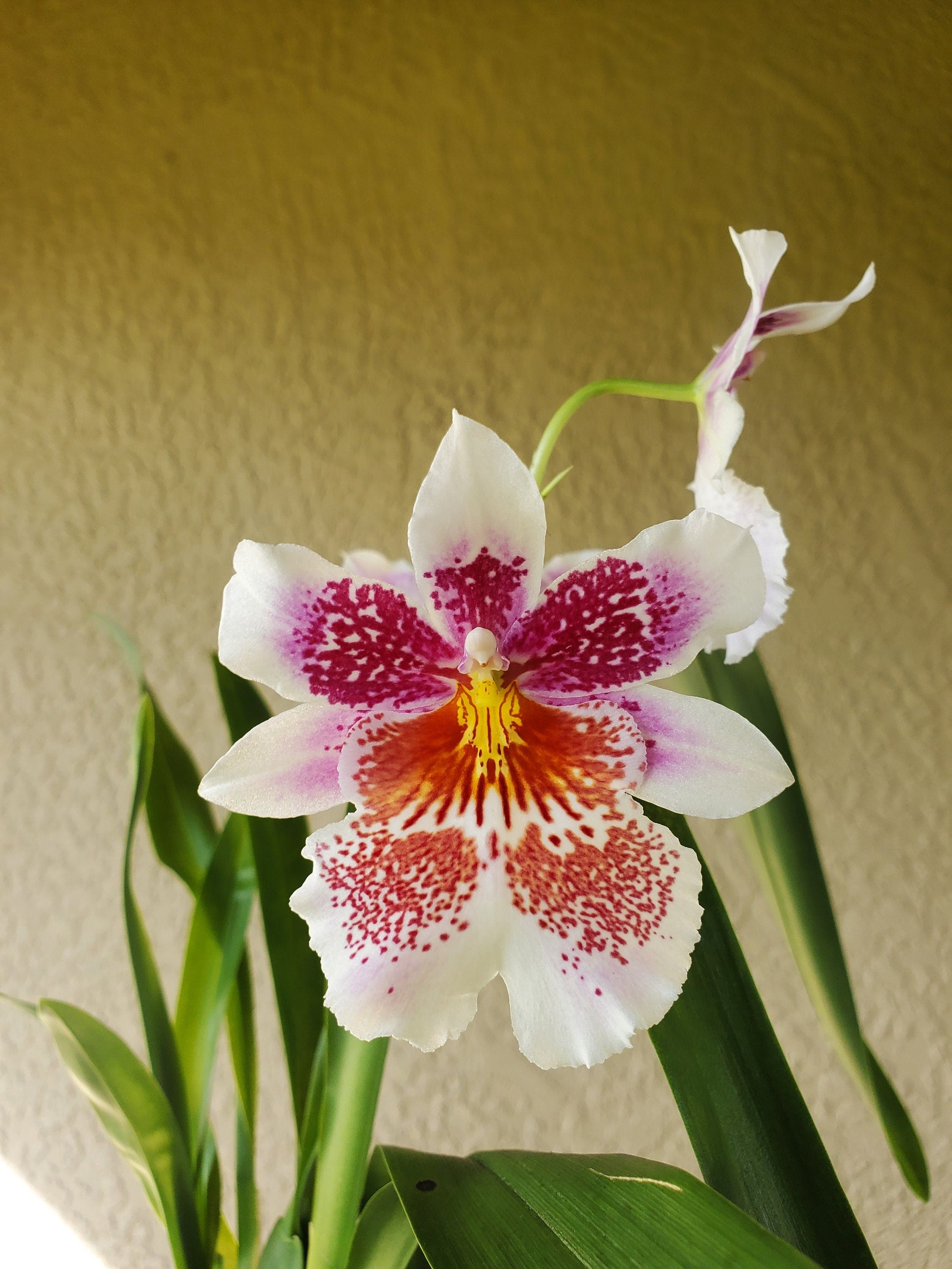 Pansy Orchid Odontonia Mem. Martin Orenstein 'Lulu' – bombotany