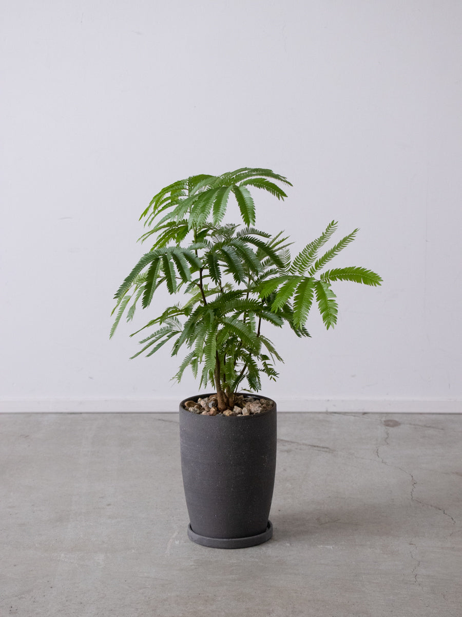 エバーフレッシュ