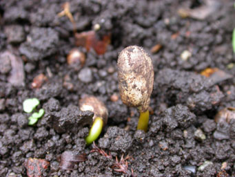 コーヒーの木栽培記録