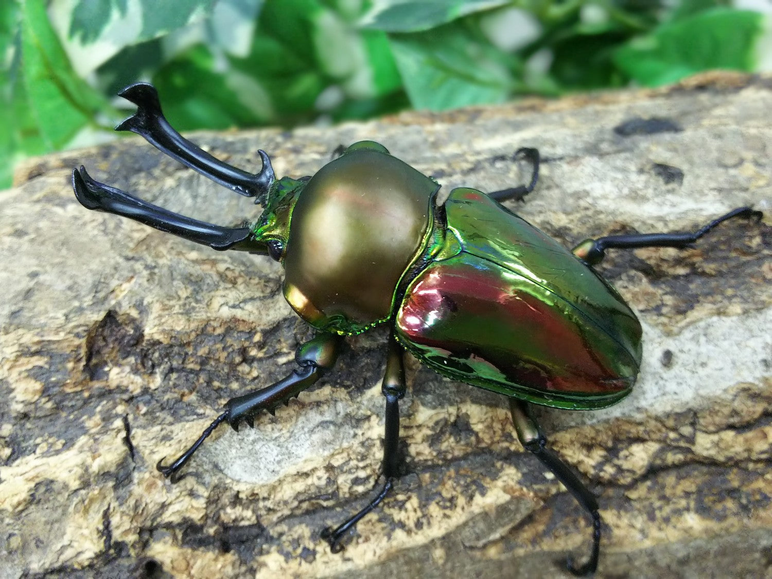 ニジイロクワガタ – タグ 