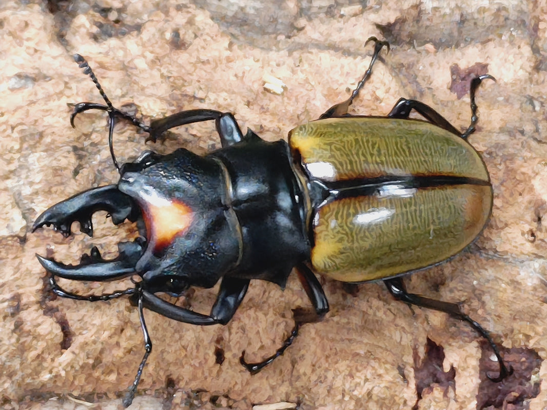 ヤスオカツヤクワガタ – クワガタムシ・カブトムシ昆虫専門店COLORS