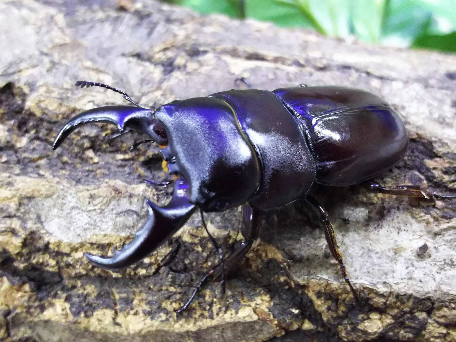 ダイトウヒラタクワガタ – クワガタムシ・カブトムシ昆虫専門店COLORS