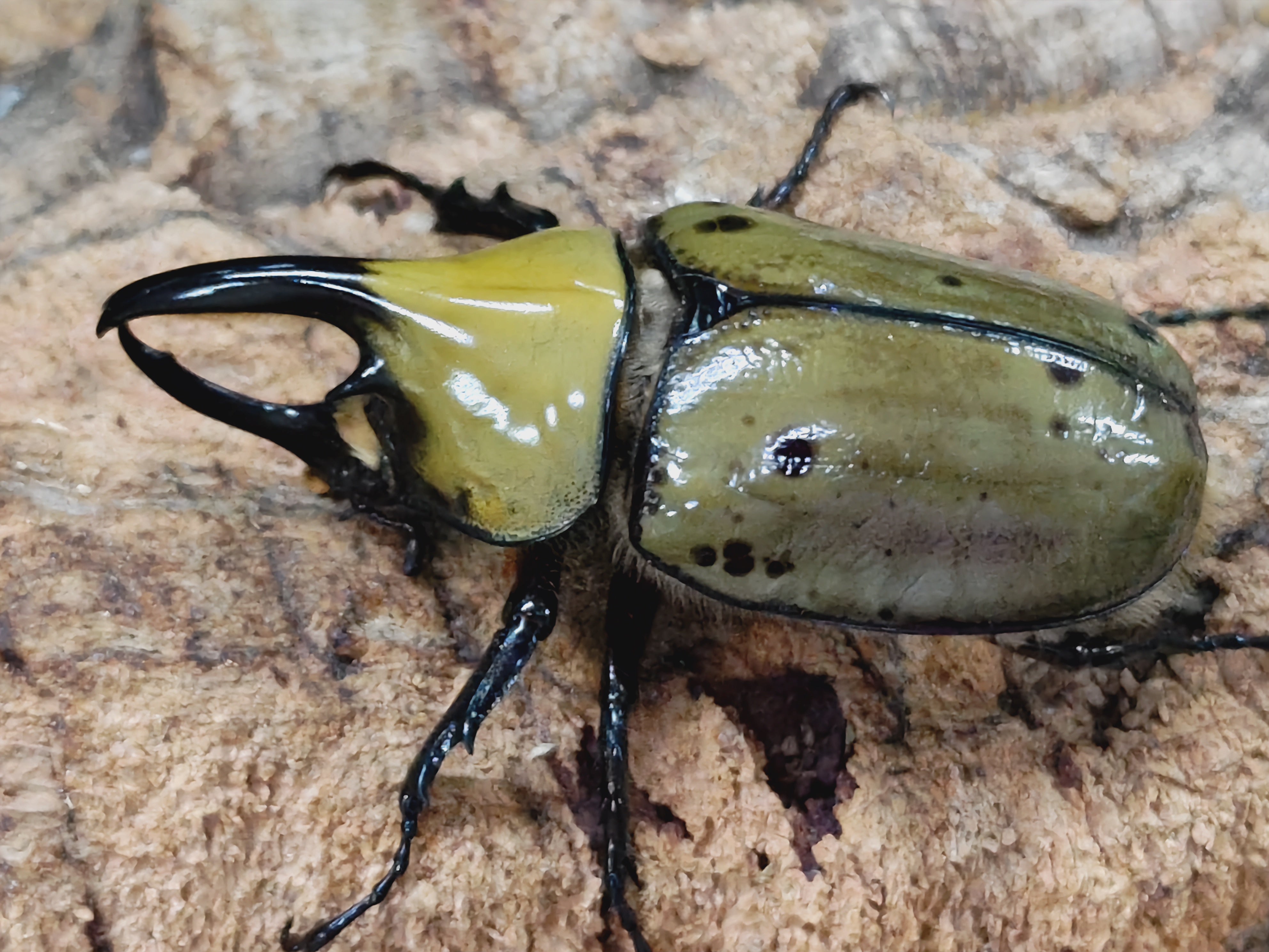 2024.10.6.新入荷!! – クワガタムシ・カブトムシ昆虫専門店COLORS