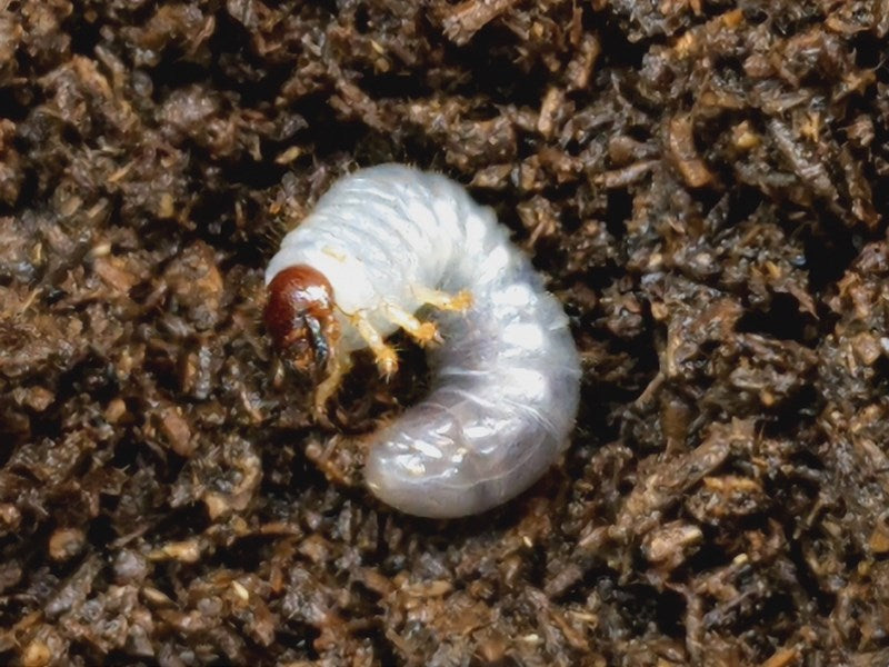 ゴホンヅノカブト亜種プランディ幼虫 ベトナム ダラット産