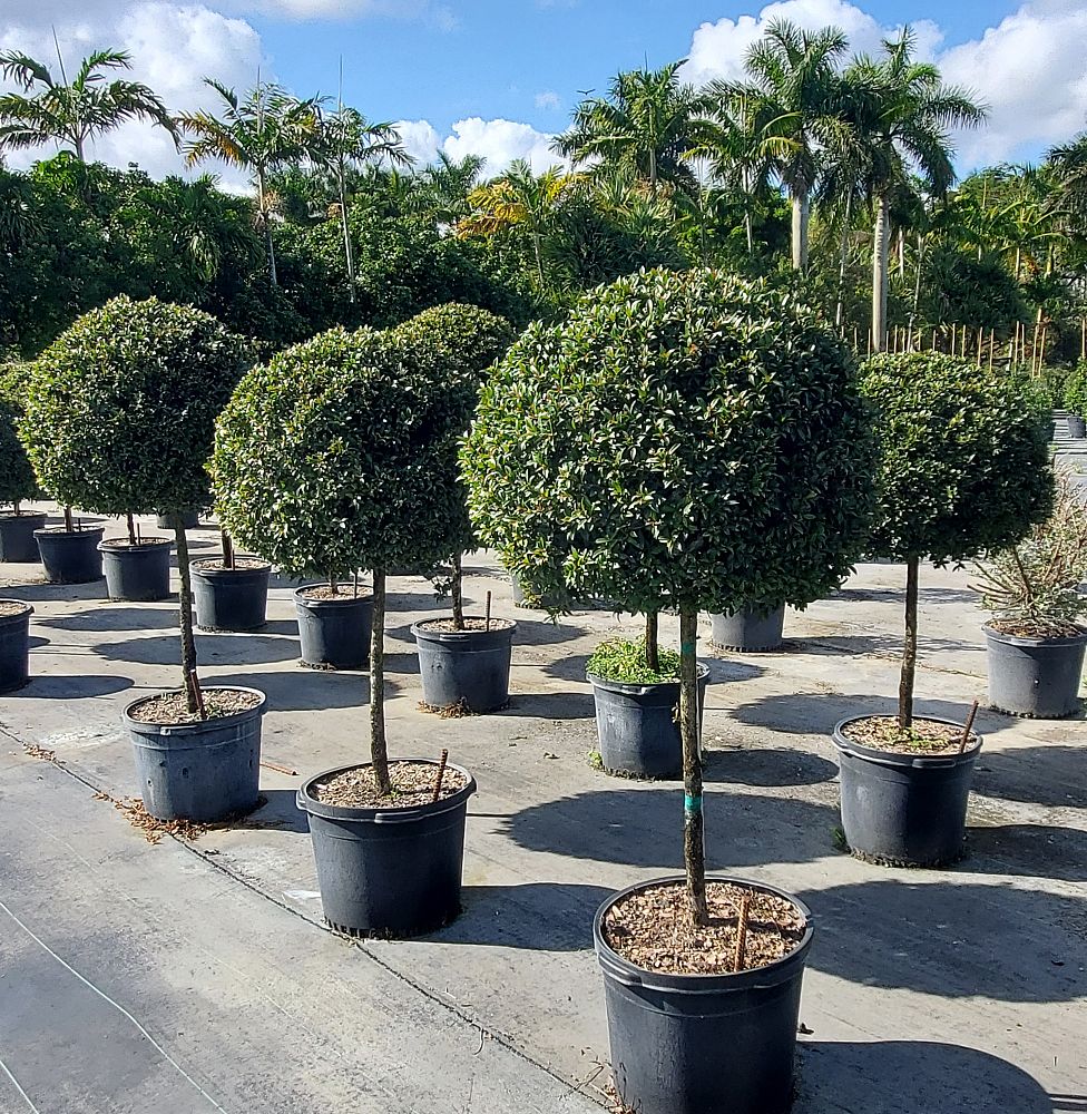 Buy Topiary Eugenia 1-Ball Tree Form | Eureka Farms
