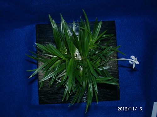 植物と暮らせば園芸楽