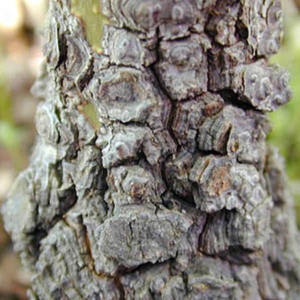 Acer palmatum 'Arakawa' Japanese Maple - Essence of the Tree