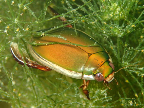 コガタノゲンゴロウ 標本 Jesper2 No.073 コガタノゲンゴロウ