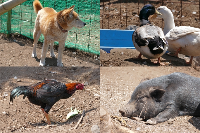 動物たち | FWA（富士山ワイルドアドベンチャー）