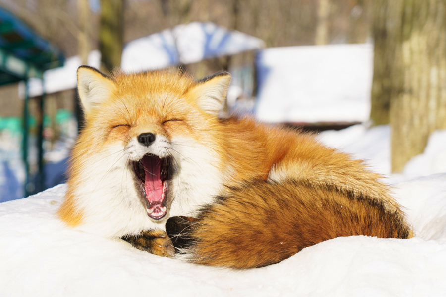 宮城蔵王キツネ村