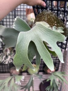 FSQ一覧 ビカクシダ・フーンシキ 胞子培養選抜 まとめ 忘備録