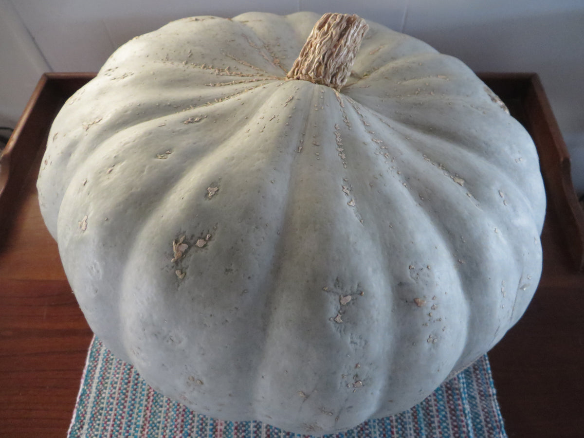 Winter Squash, Sweet Meat Oregon Homestead – Giving Ground Seeds