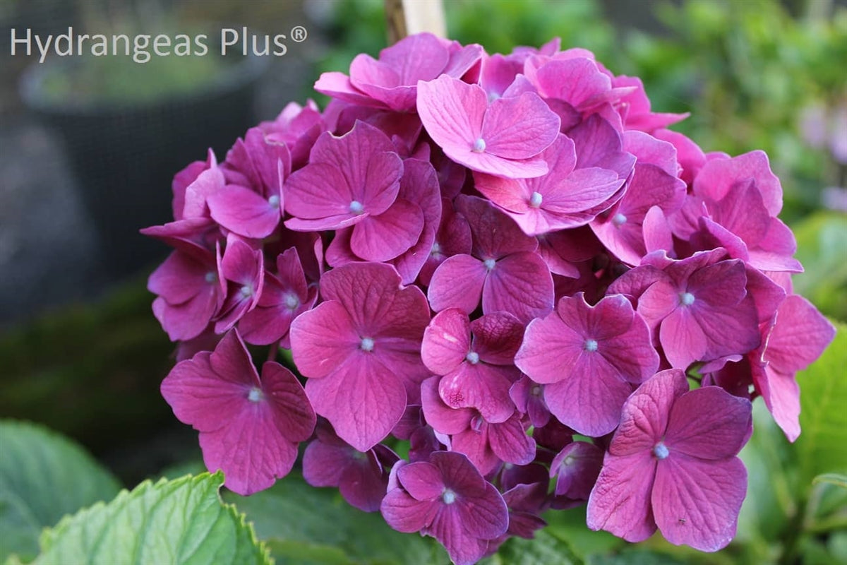 Hydrangea Macrophylla Montforte Pearl – Hydrangeas Plus