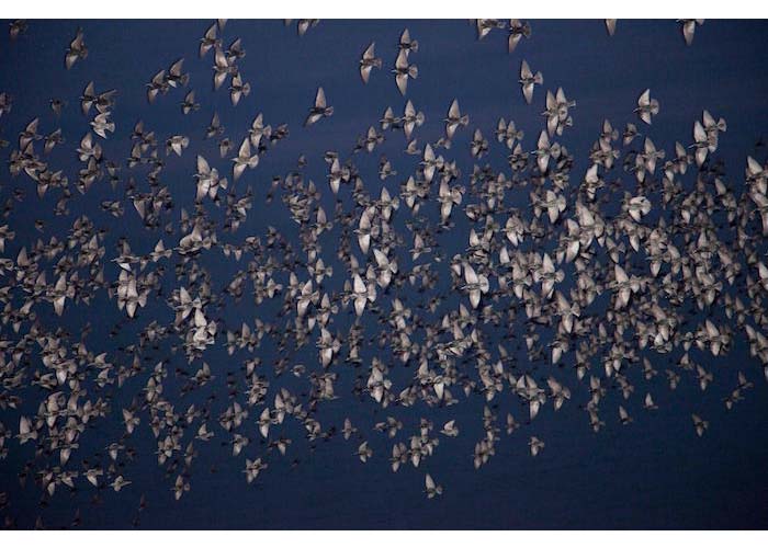 川内倫子 Halo Rinko Kawauchi Halo (English) | HeHe