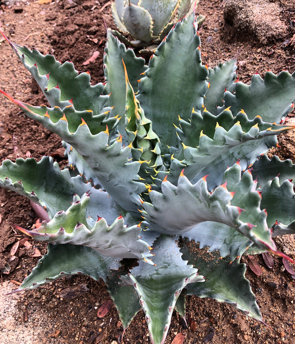 Agave 'Kaleidoscope' – Hidden Agave