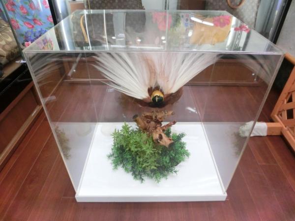 大阪府堺市の出張買取にて『極楽鳥 剥製 ケース付き』をお売り頂きまし