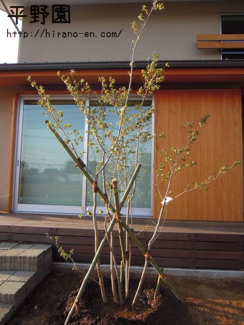 配達レポートその33☆アオダモ＆アブラチャン＆ハイノキなど